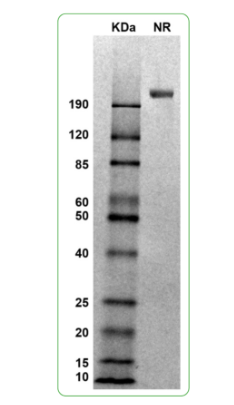 MW: Molecular Weight marker reduced condition
NR: IL-6Rb dimer under non-reduced condition